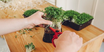 horticultura-microverdes