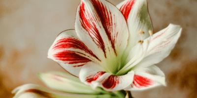 quais-flores-usar-no-verao