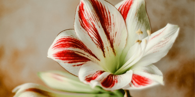 quais-flores-usar-no-verao