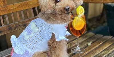 30ª São Paulo Restaurant Week - Petfriendly