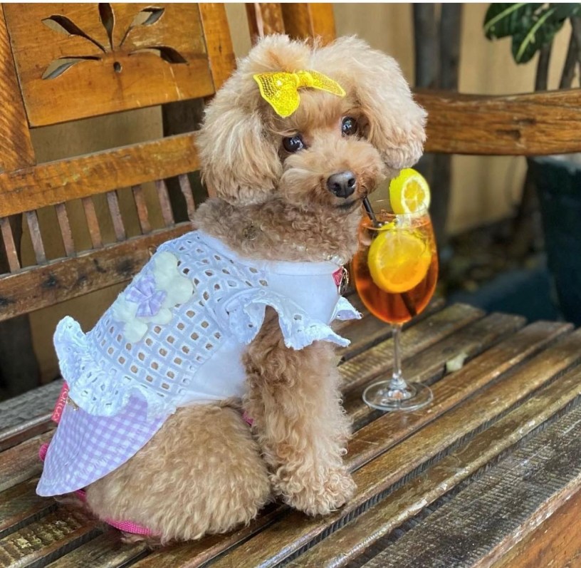 30ª São Paulo Restaurant Week - Petfriendly