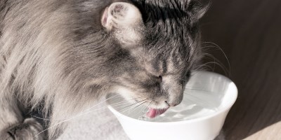 cuidados-com-pets-onda-de-calor